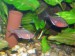 hyphessobrycon erythrostigma.pár2.jpg