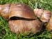 Achatina 4.jpg