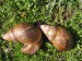 Achatina 7.jpg