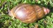 Achatina 15.jpg