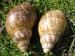 Achatina 19.jpg