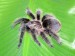 Brachypelma albopilosa 3.jpg