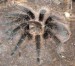 Brachypelma albopilosa 5.jpg