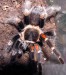 Brachypelma auratum 2.jpg