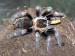 Brachypelma auratum 3.jpg