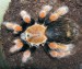 Brachypelma emilia-samice.jpg