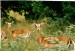 ZIMBABWE-Michells park-impala.jpg